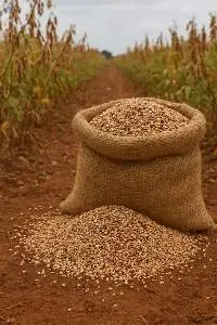 Sesame Seeds Mixed / Bicolored