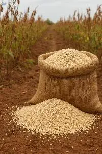 White Sesame Seeds Conventional