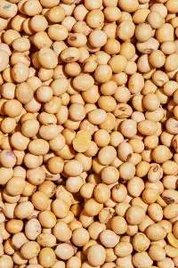 Soybean Seeds