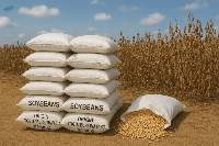 Golden Soybeans  