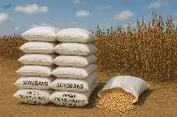 Golden Soybeans  