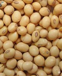 Golden Soybeans From Togo Export Grade