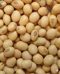 Golden Soybeans From Togo Export Grade