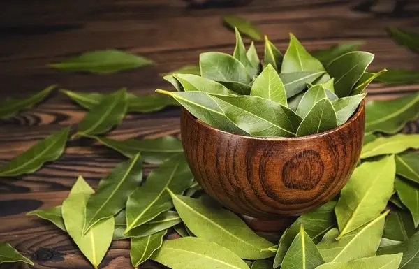 Bay Leaf