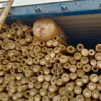 Bamboo Poles