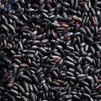 Black Rice