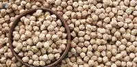 Chickpea
