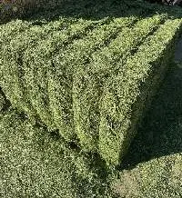 Alfalfa Hay