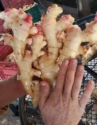 Ginger
