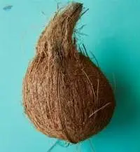 Semi Husked Coconut