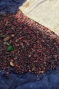 Raw Coffee Beans (Arabica)
