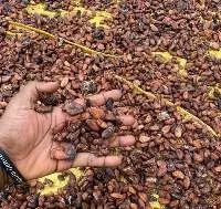 Cocoa Beans