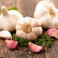 Garlic