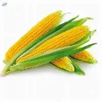 Maize
