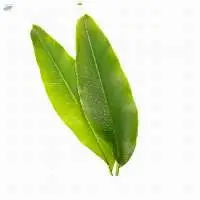Banana Leaf