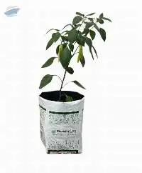 Marisha Coco - Hydroponics Planter Bag