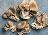 Mushroom