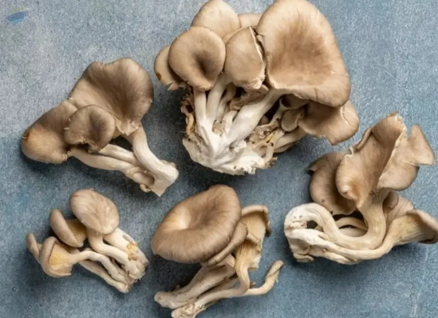 Mushroom