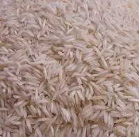 1509 Basmati Rice Paddy