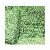 Alfalfa Hay for Animal Feed and Fodder