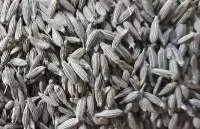 Cumin Seed