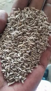 European Cumin Seed