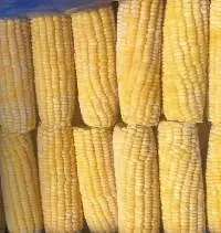 Sweet Corn