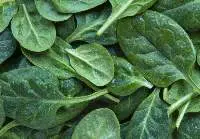 Spinach