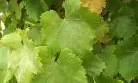 Frozen Vine Leaves
