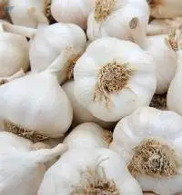 Garlic
