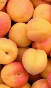 Apricot