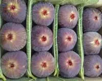 Figs