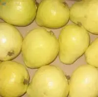 Guava