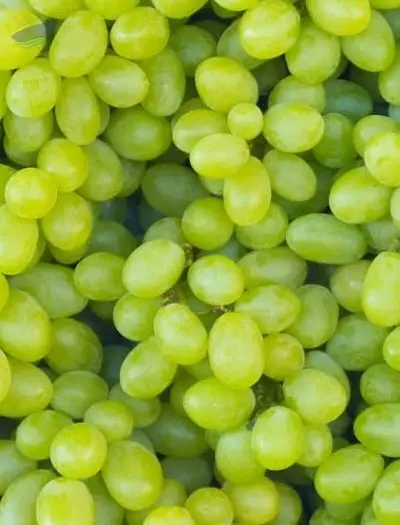 Grapes