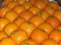 Fresh Egyptian Oranges