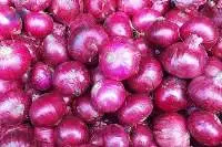 Fresh Egyptian Onions Export Quality
