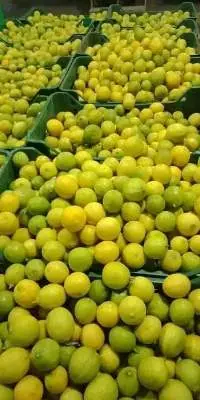 Premium Quality Lemon