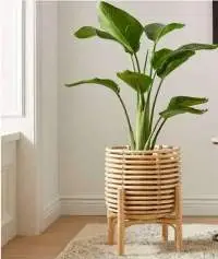 Cane Planter With Stand (CPS118)