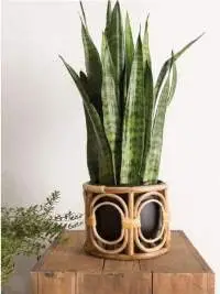Decorative Cane Planter - Large (CP110)