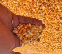 Yellow Corn, Red Corn and White Corn