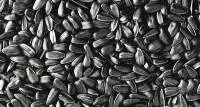 ,Sunflower Seed , Sunflower Oil, Corn Oil