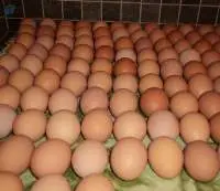 Wholesale Fresh Brown/White Eggs.