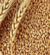Wheat Grains Available
