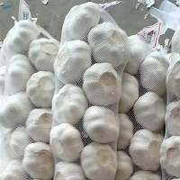 Wholesale White / Pure Garlic Export Grade