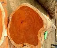 Redwood