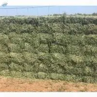 Ready Stock Alfalfa Hay
