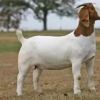 Boer Goat  