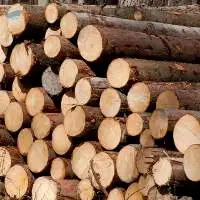 Timber Logs  