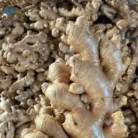 Premium Whole Dried Ginger High Quality