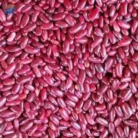 Fresh Red Kidney Beans Rich Flavor